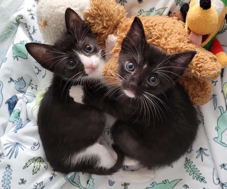 Adorable black and white kittens cuddling with plush toys, perfect for pet lovers and animal rescue.