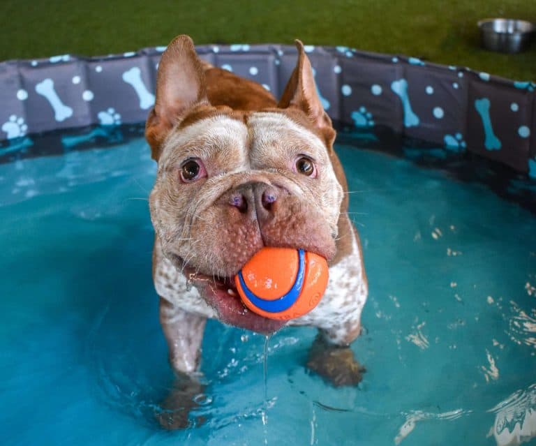 Dog playing fetch in a small backyard pool.