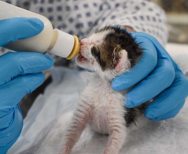 Adorable kitten receiving care at Peggy Adams Animal Rescue.