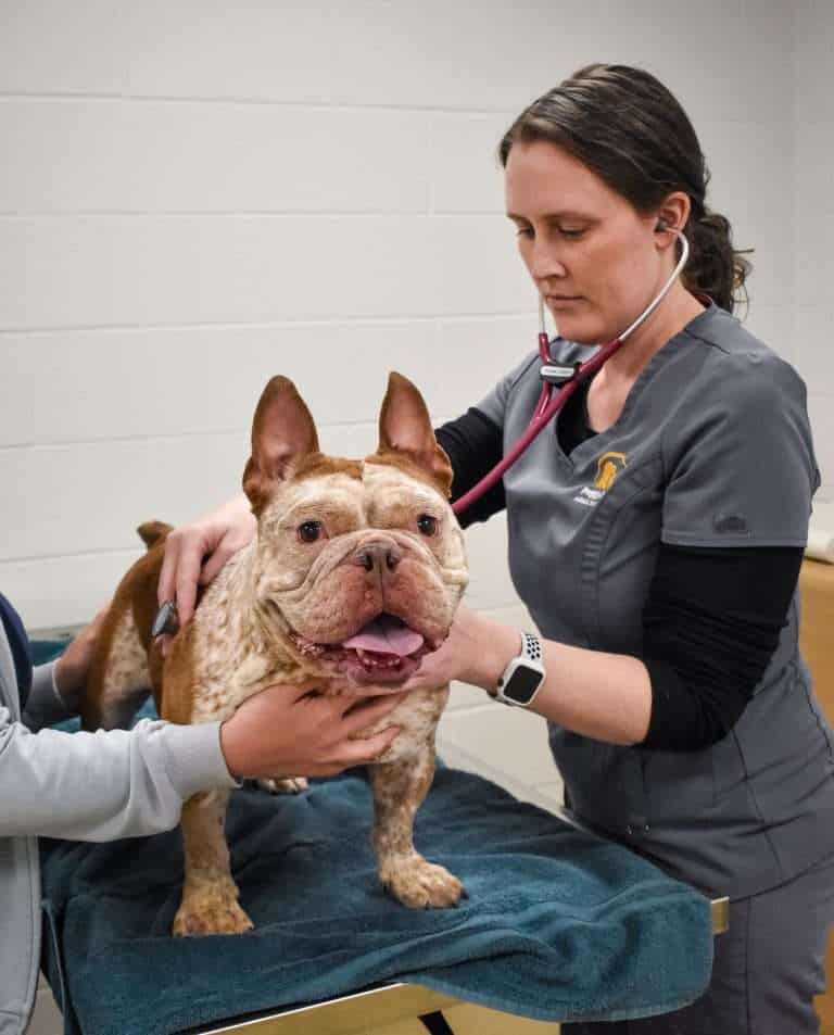 Dog receiving a veterinary examination with a stethoscope.