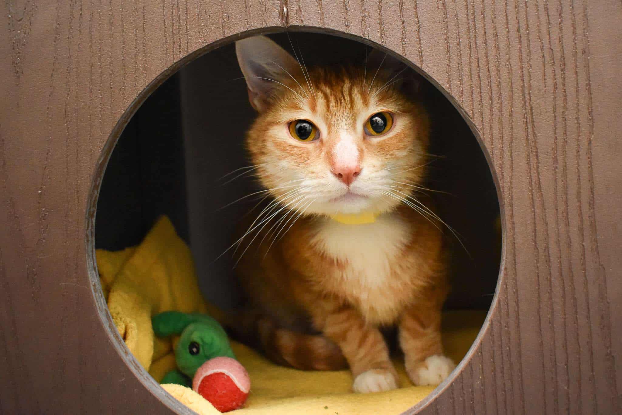 Adopt this adorable orange tabby cat available at Peggy Adams Animal Rescue.