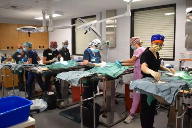 Veterinary surgical team performing a procedure at Peggy Adams Animal Rescue.