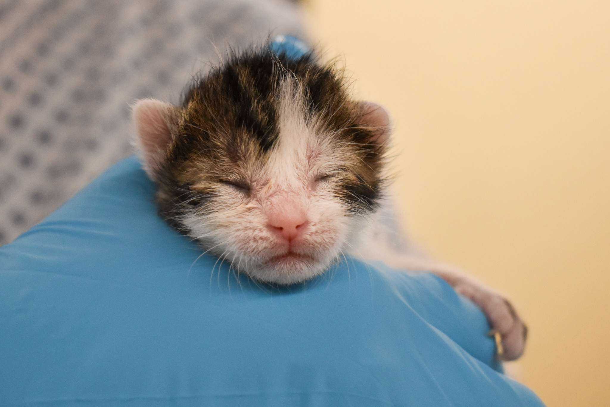 Adorable newborn kitten with closed eyes resting on a gloved hand.
