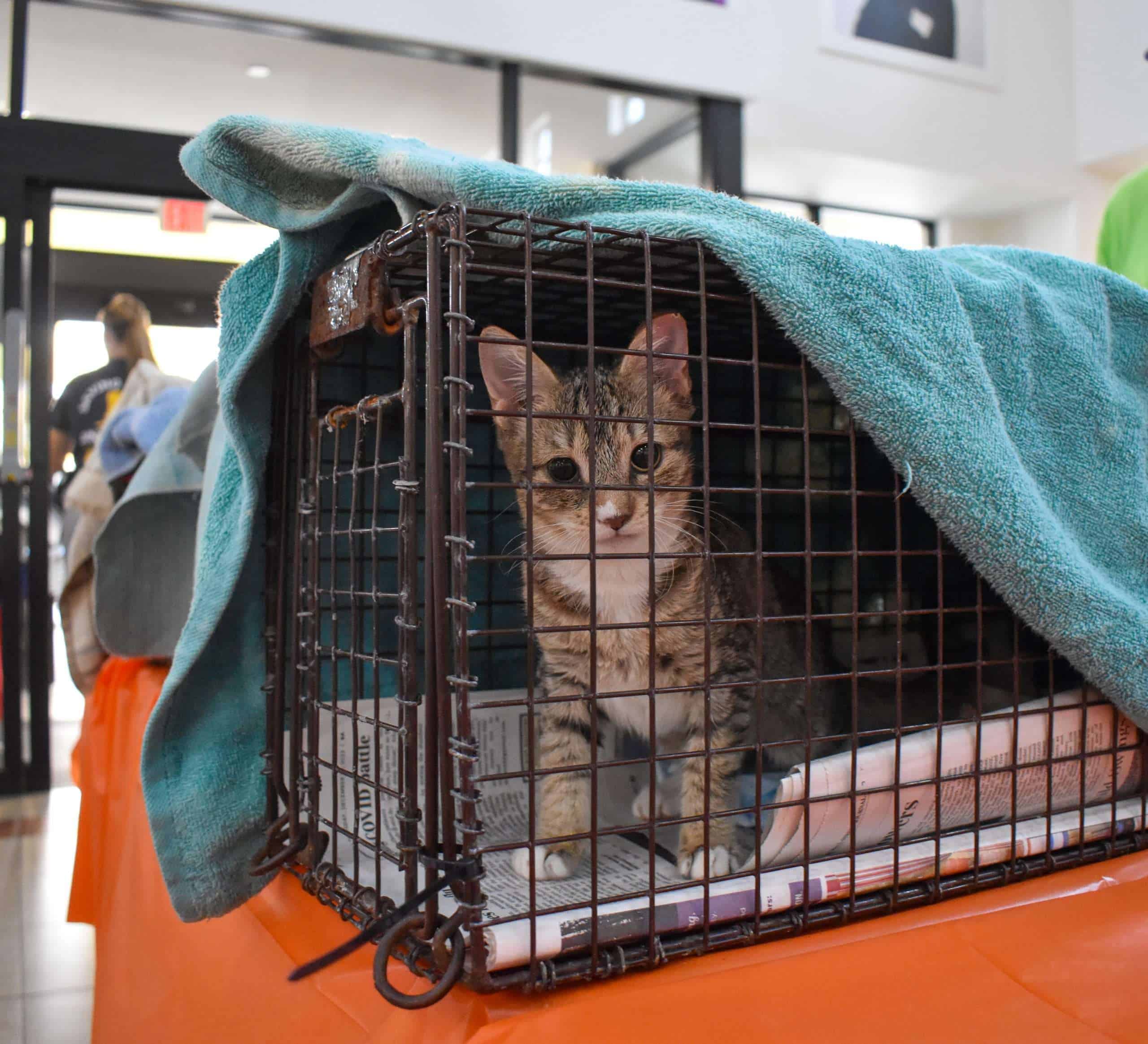 Adorable tabby cat inside a metal cage at Peggy Adams Animal Rescue.