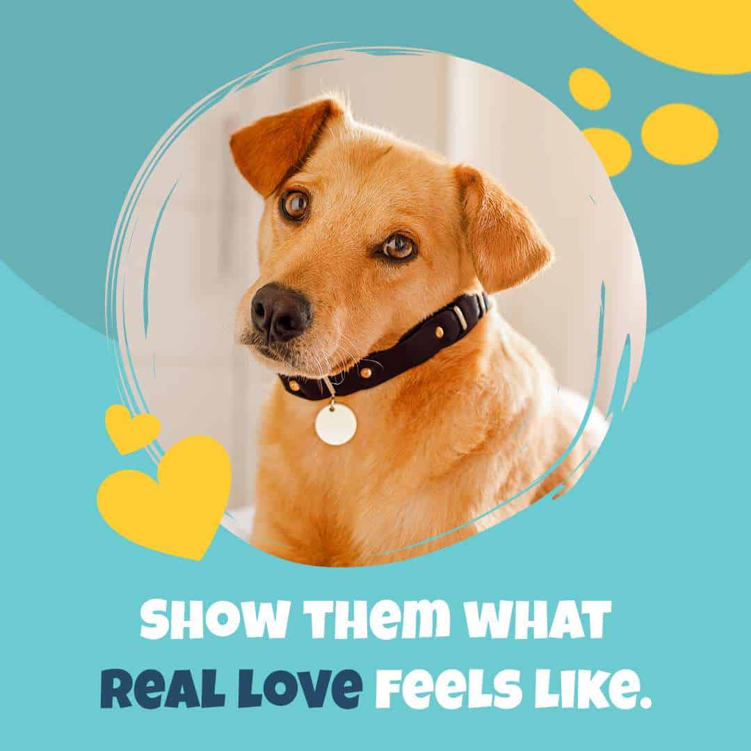 Adorable dog with a collar, promoting pet love and care.
