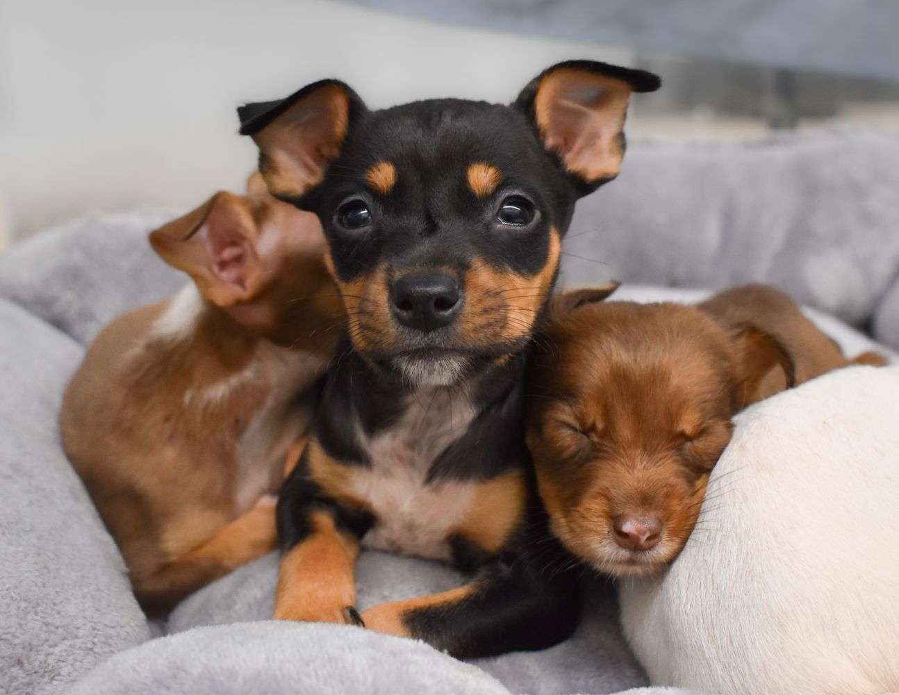 Adorable puppies resting closely, showcasing their playful and loving nature.