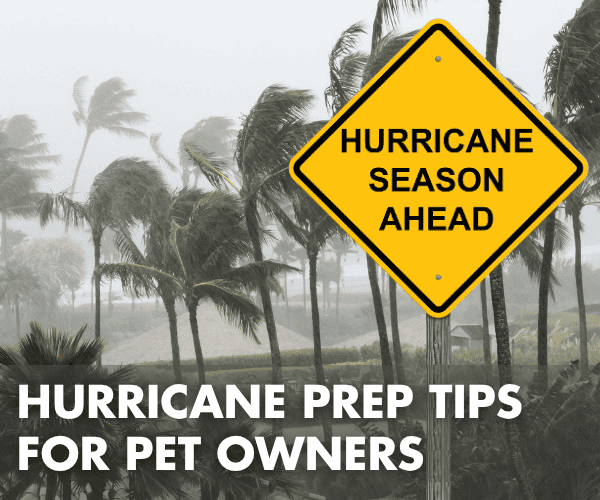 Hurricane season warning sign with palm trees in background.