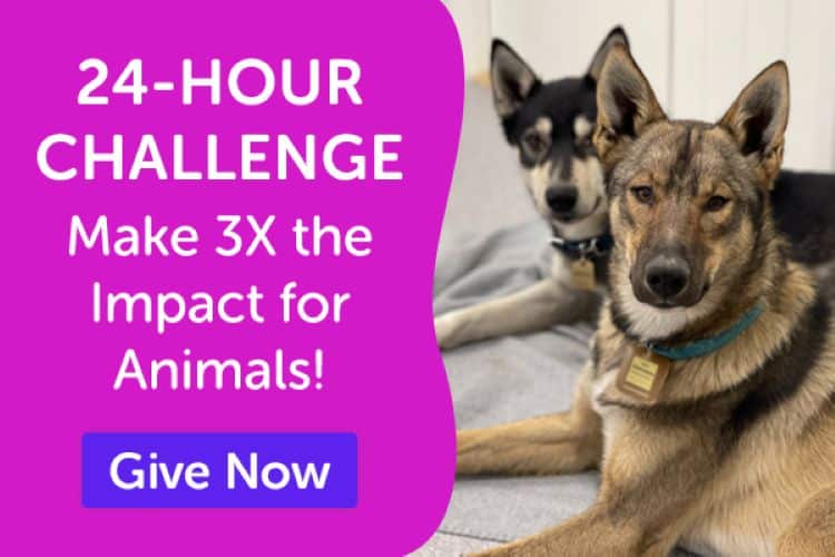 Two large dogs sitting on a bed and promoting in Peggy Adams Animal Rescue League's 24-hour challenge.