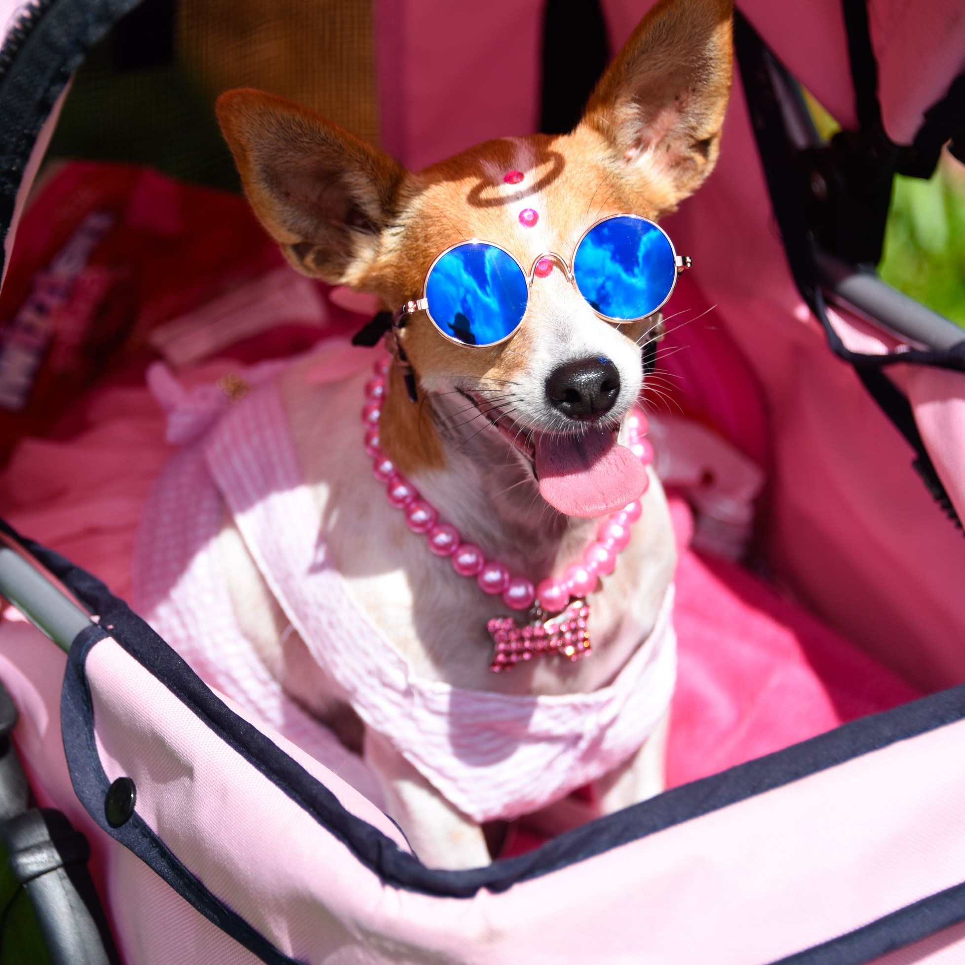 Happy Dog in costume in a Stroller at the Boca Howl-O-Ween Event