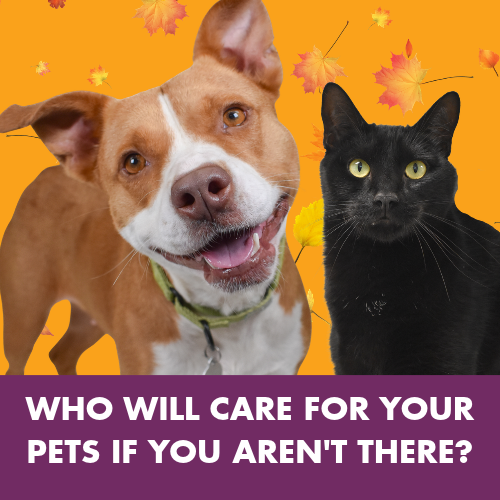 Who will care for your pets when you arent there? National Estate Planning Week