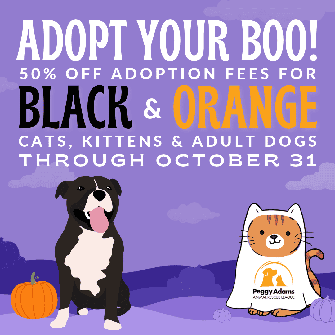 Adopt black and orange cats and dogs with 50% off adoption fees at Peggy Adams.